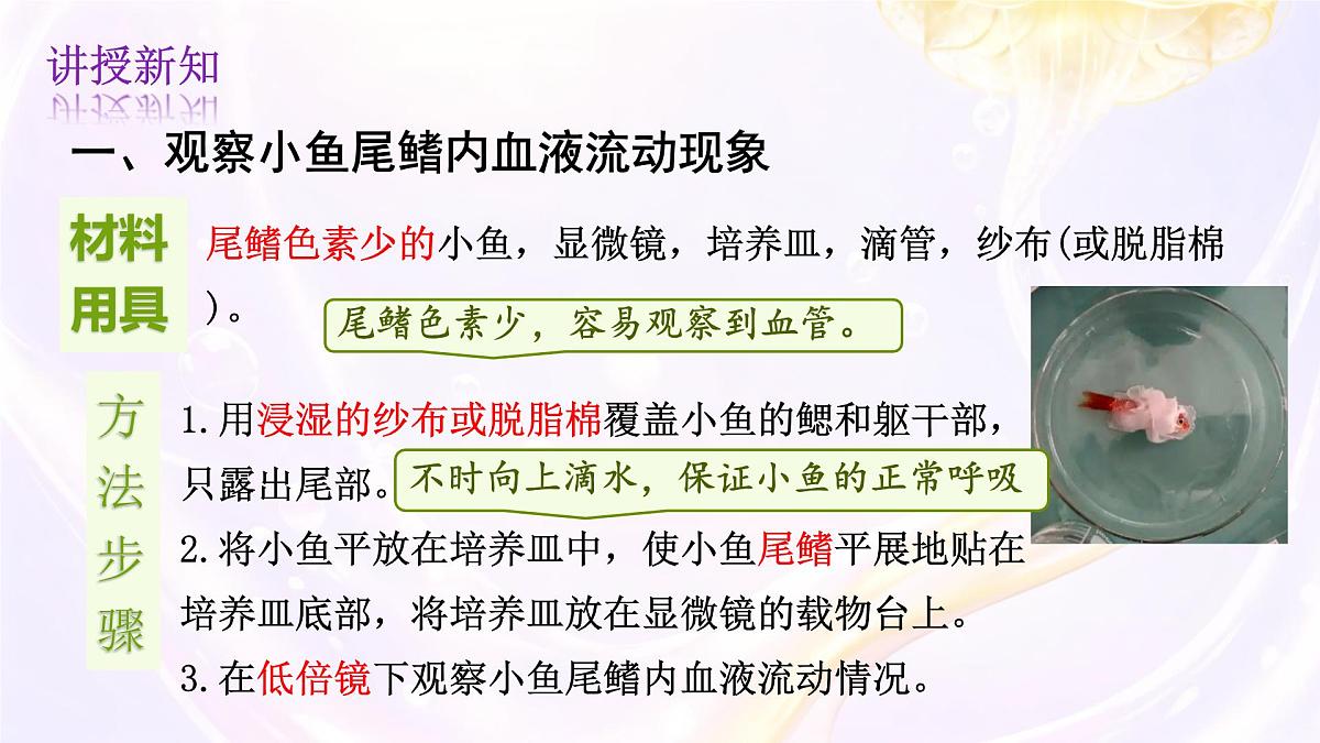 初中 生物 冀少版(2024) 七年级下册3.2.1.2血液循环系统的组成 课件第4页