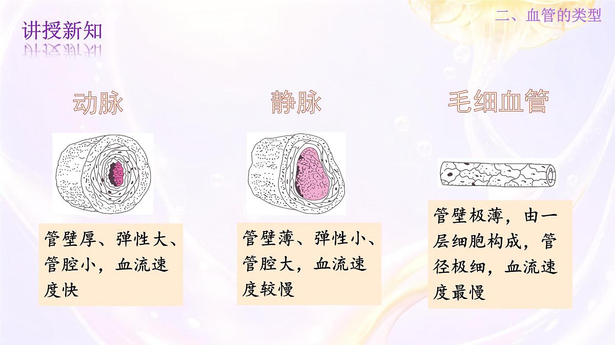 初中 生物 冀少版(2024) 七年级下册3.2.1.2血液循环系统的组成 课件第8页
