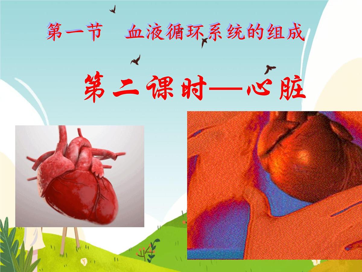 初中 生物 冀少版(2024) 七年级下册3.2.1.3 血液循环系统的组成(心脏) 课件第1页