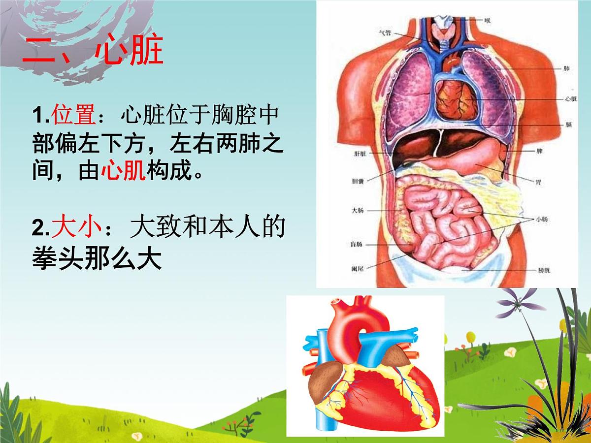 初中 生物 冀少版(2024) 七年级下册3.2.1.3 血液循环系统的组成(心脏) 课件第6页