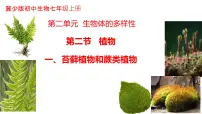 初中生物冀少版（2024）七年级上册（2024）苔藓植物和蕨类植物教案配套课件ppt