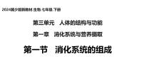 生物七年级下册（2024）消化系统的组成教学演示ppt课件