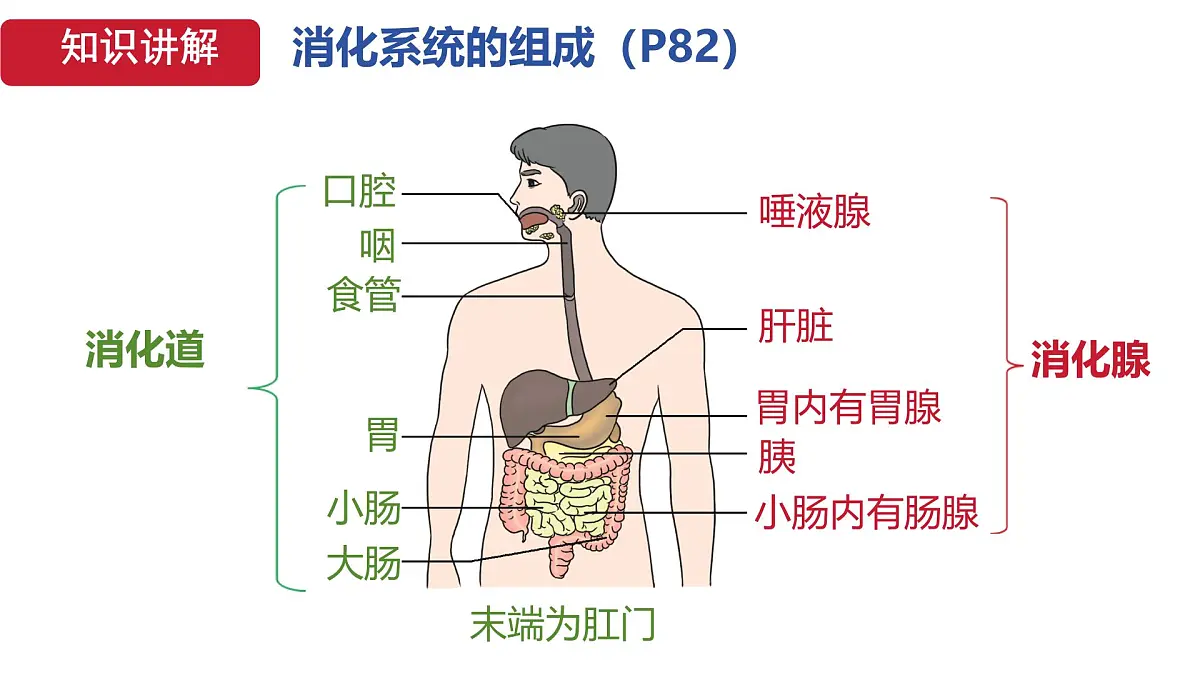 初中 生物 人教版(2024)七年级下册4.2.2 消化和吸收 课件第4页