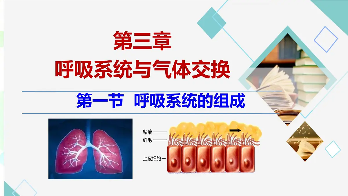 初中 生物 冀少版(2024)七年级下册3.3.1 呼吸系统的组成 课件2第1页