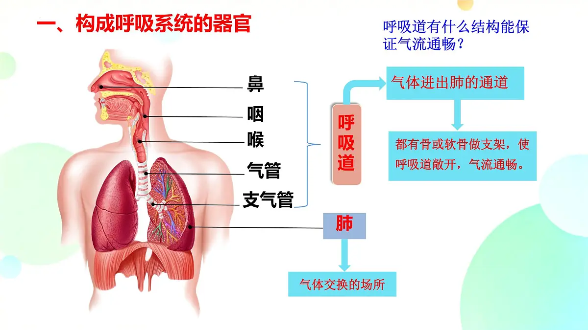 初中 生物 冀少版(2024)七年级下册3.3.1 呼吸系统的组成 课件2第4页