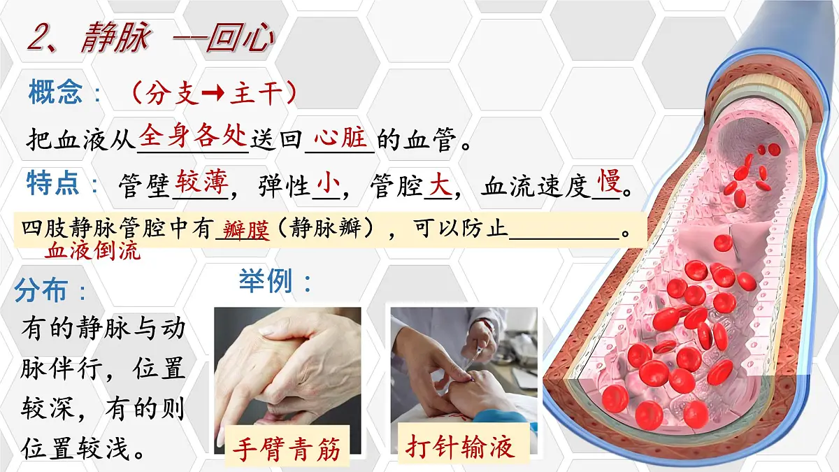 初中 生物 北师大版(2024)七年级下册4.7.2 血液循环 课件第8页