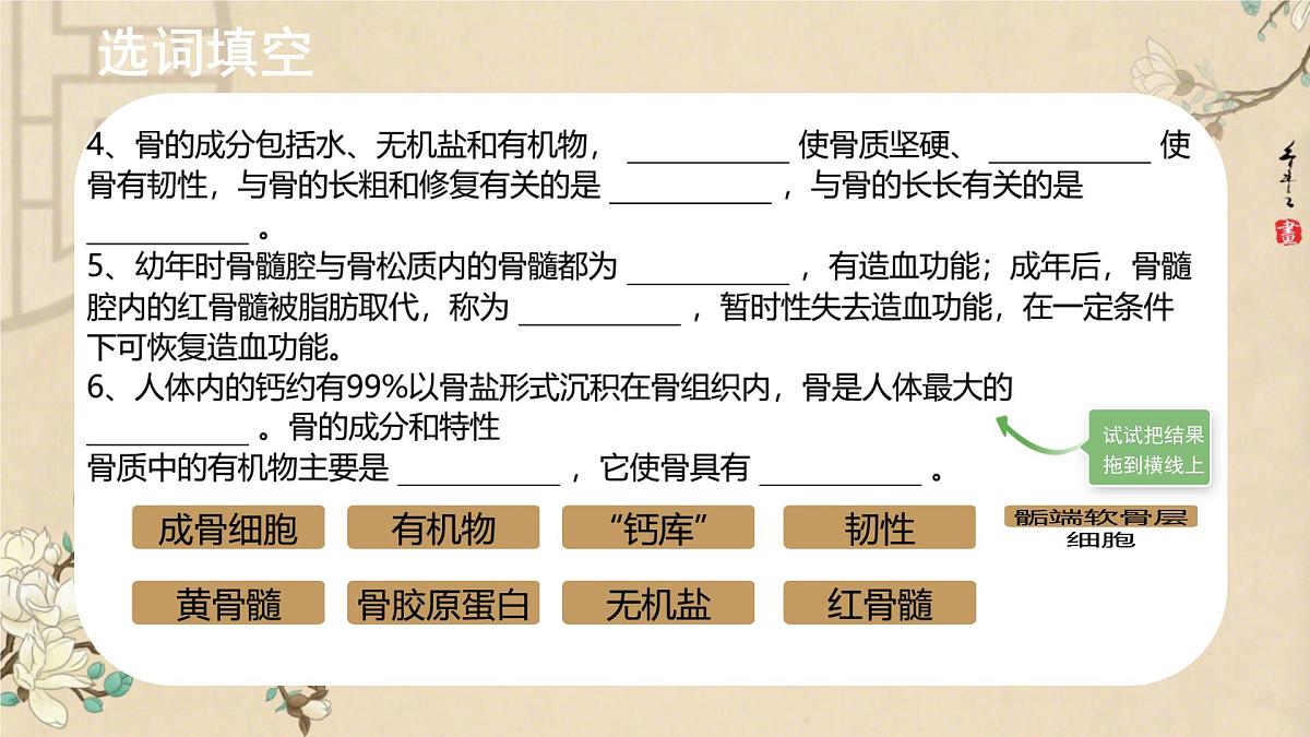 初中 生物 北师大版(2024)七年级下册4.11.2 人体的骨骼肌 课件第3页