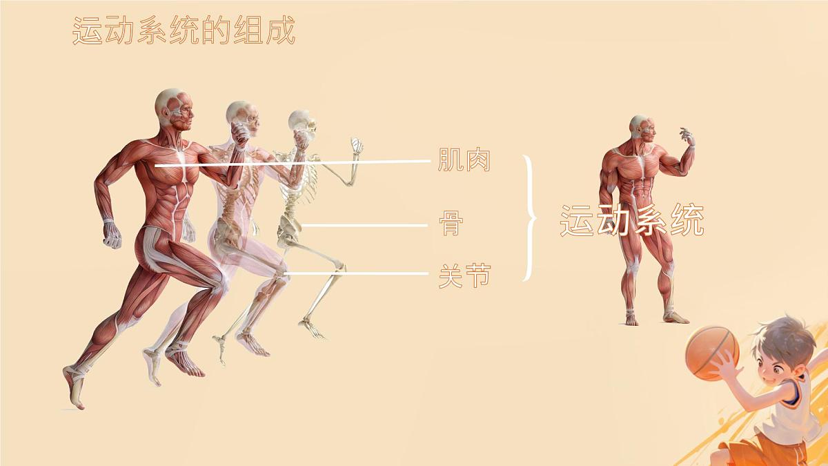 初中 生物 北师大版(2024)七年级下册4.11.2 人体的骨骼肌 课件第5页