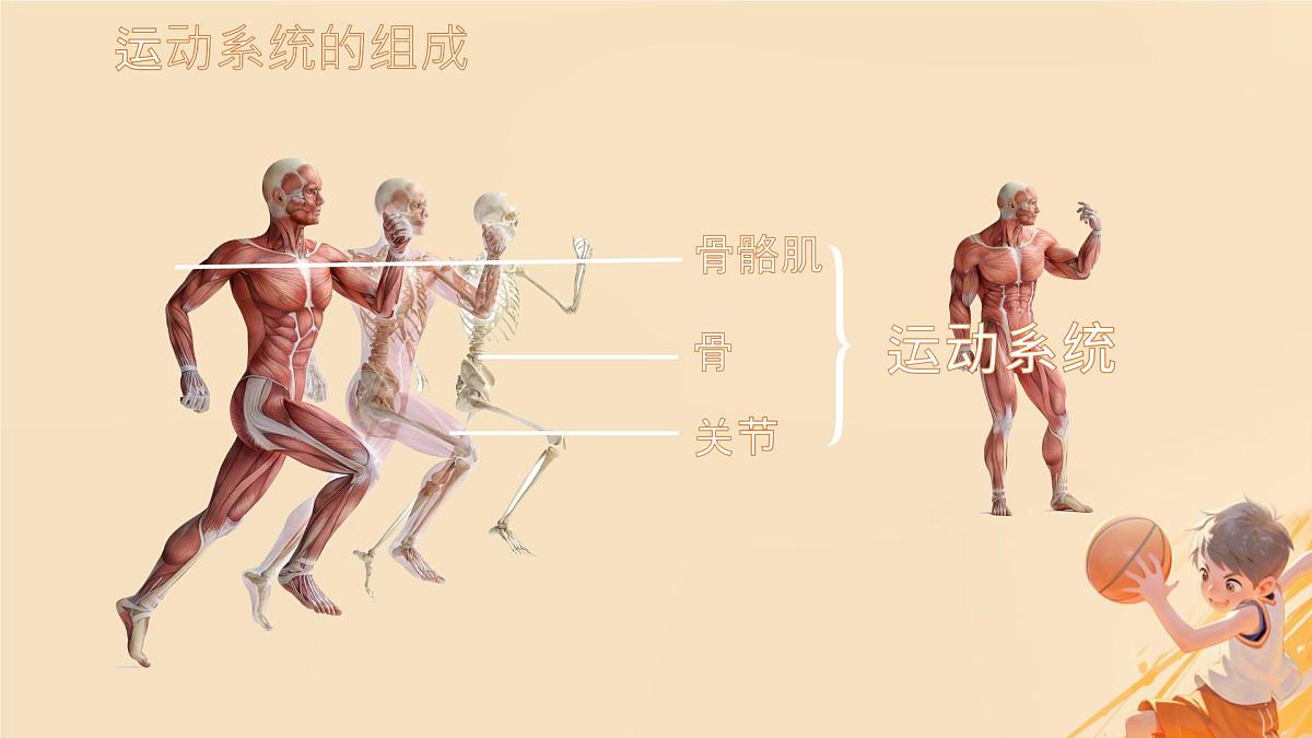 初中 生物 北师大版(2024)七年级下册4.11.1 人体的骨骼 课件第4页