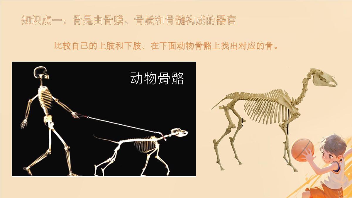 初中 生物 北师大版(2024)七年级下册4.11.1 人体的骨骼 课件第5页