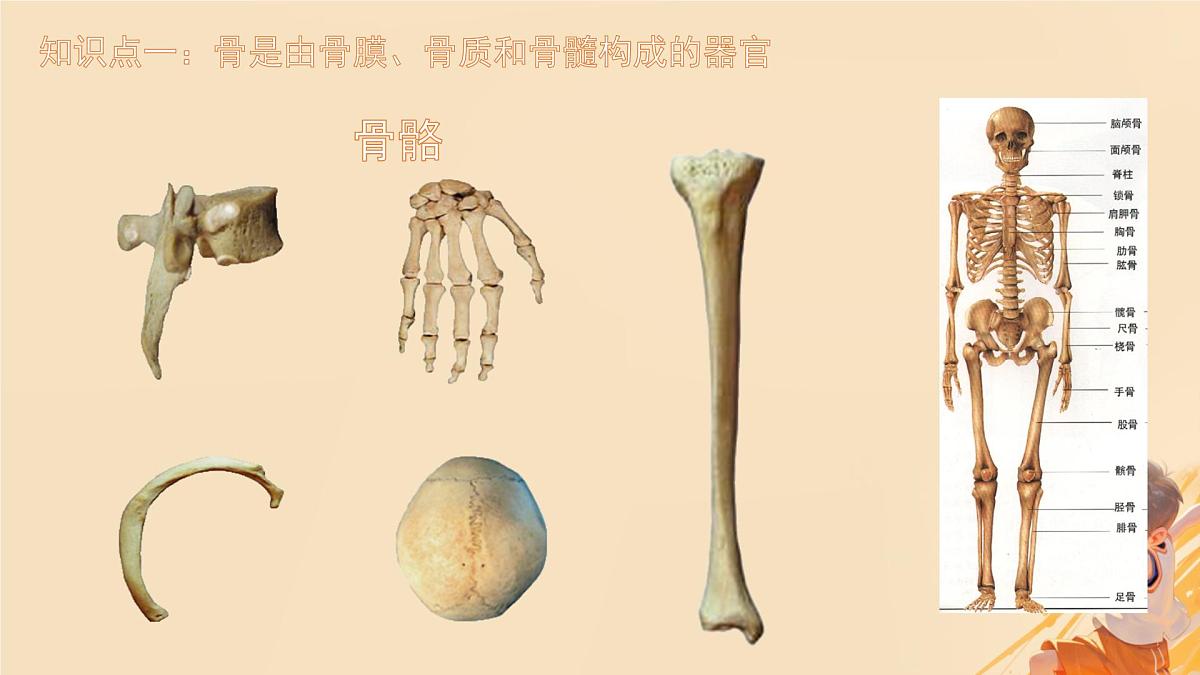 初中 生物 北师大版(2024)七年级下册4.11.1 人体的骨骼 课件第6页