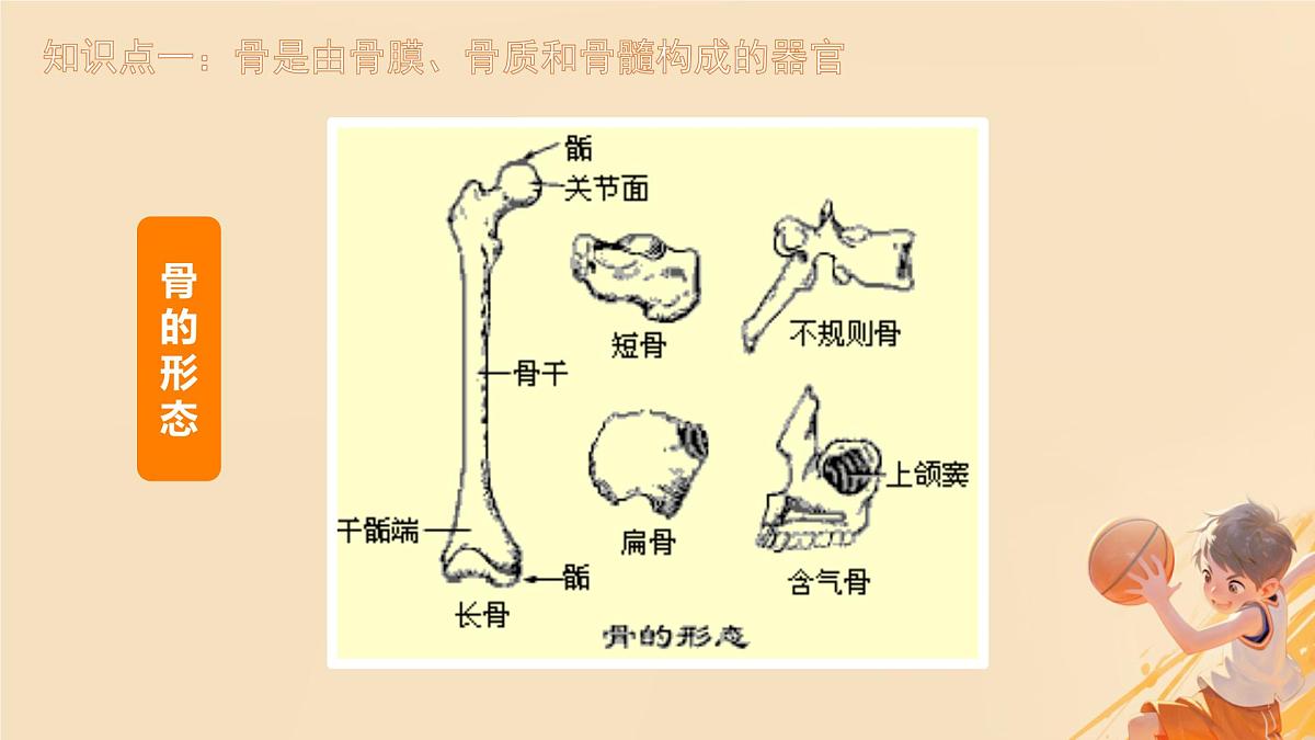初中 生物 北师大版(2024)七年级下册4.11.1 人体的骨骼 课件第7页