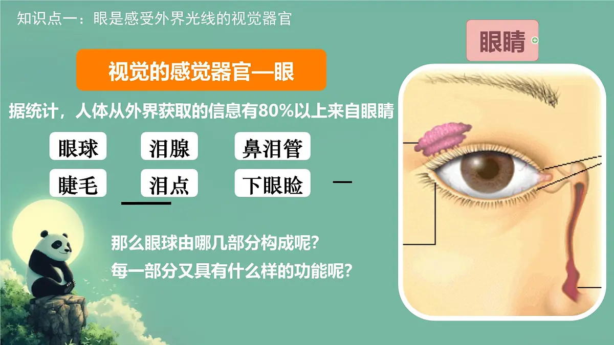 初中 生物 北师大版(2024)七年级下册4.10.2 感受器和感觉器官 课件第4页