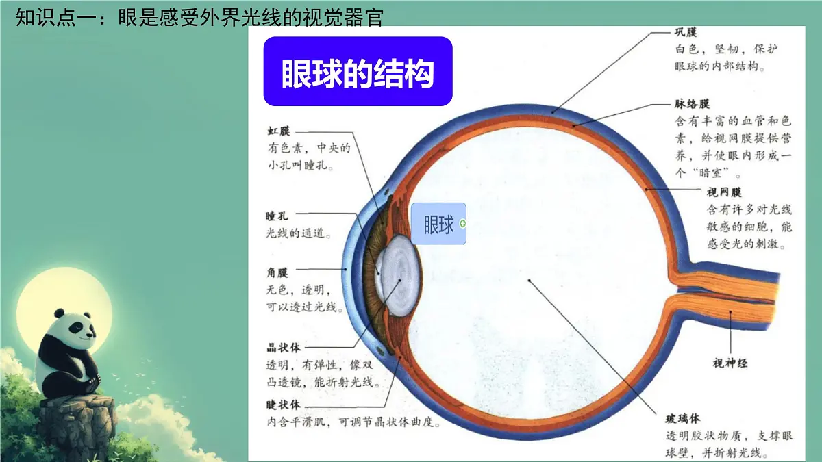初中 生物 北师大版(2024)七年级下册4.10.2 感受器和感觉器官 课件第5页