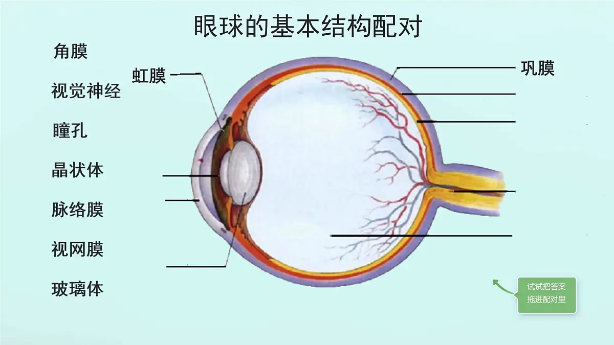 初中 生物 北师大版(2024)七年级下册4.10.2 感受器和感觉器官 课件第6页
