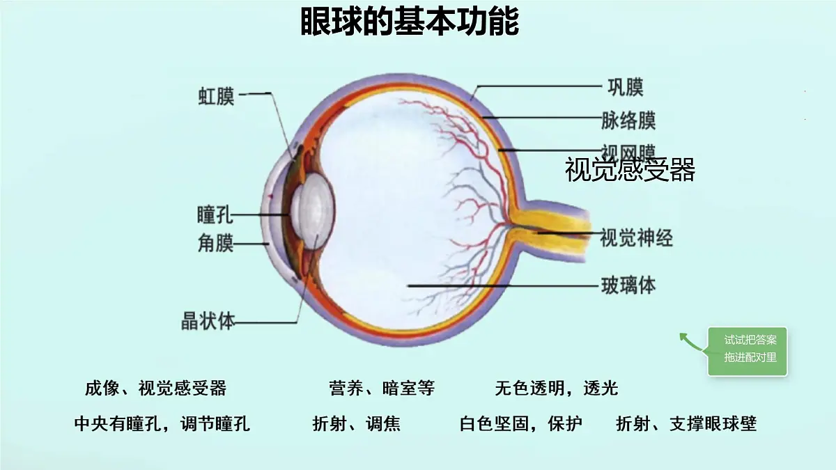 初中 生物 北师大版(2024)七年级下册4.10.2 感受器和感觉器官 课件第7页