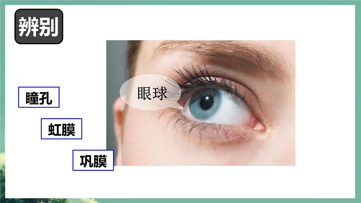 初中 生物 北师大版(2024)七年级下册4.10.2 感受器和感觉器官 课件第8页