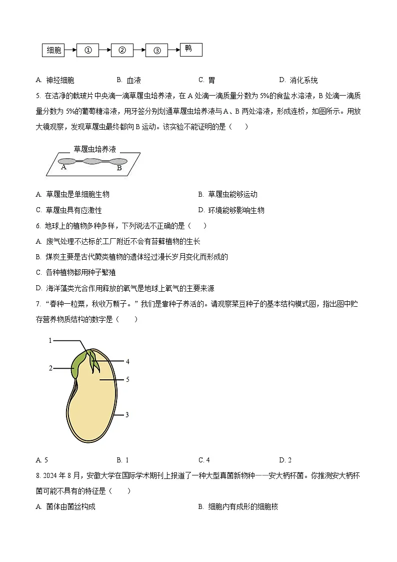 安徽省亳州市谯城区2024-2025学年七年级上学期期末生物试题(原卷版+解析版)第2页