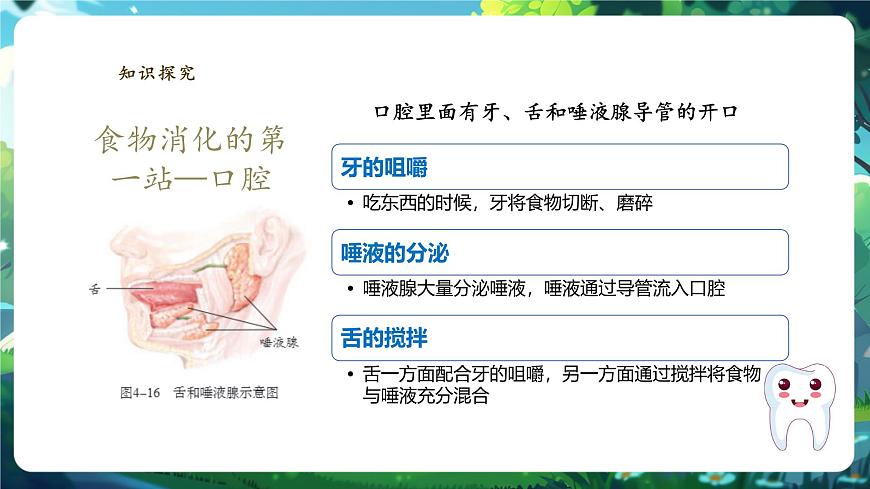 【大單元教學(xué)】人教版生物七下4.2.2消化和吸收 課件(共25張PPT)+視頻素材第7頁