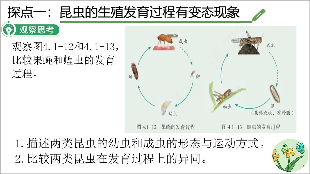 4.1.2 有性生殖增加了后代的多样性 课件 2025学年济南版生物七年级下册第6页