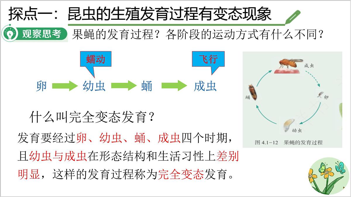 4.1.2 有性生殖增加了后代的多样性 课件 2025学年济南版生物七年级下册第7页