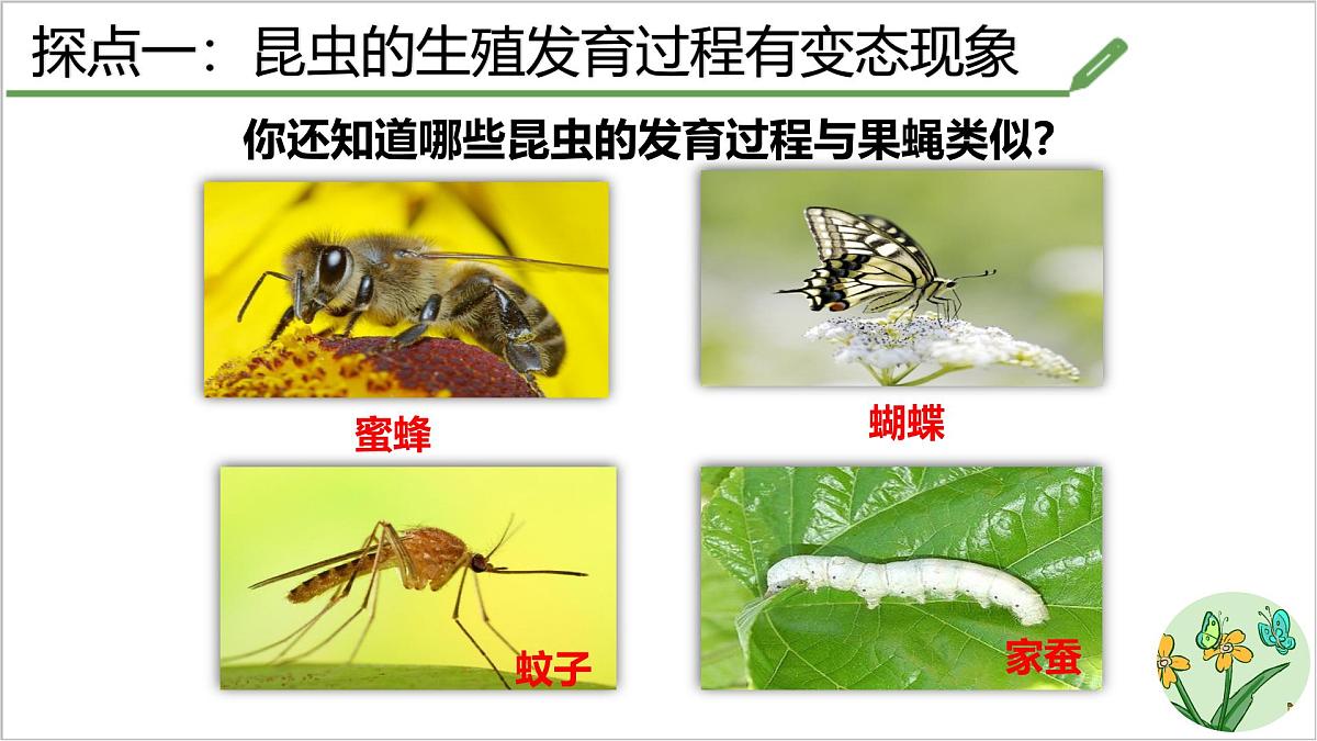 4.1.2 有性生殖增加了后代的多样性 课件 2025学年济南版生物七年级下册第8页
