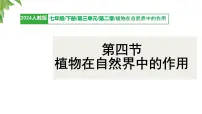 初中生物人教版（2024）七年级下册（2024）植物在自然界中的作用集体备课课件ppt