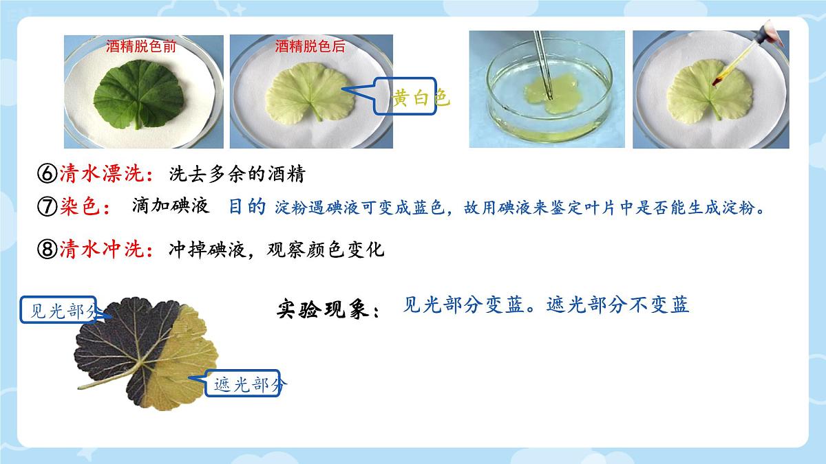 初中生物人教版(2024)七年级下册3.2.2 光合作用 课件第8页