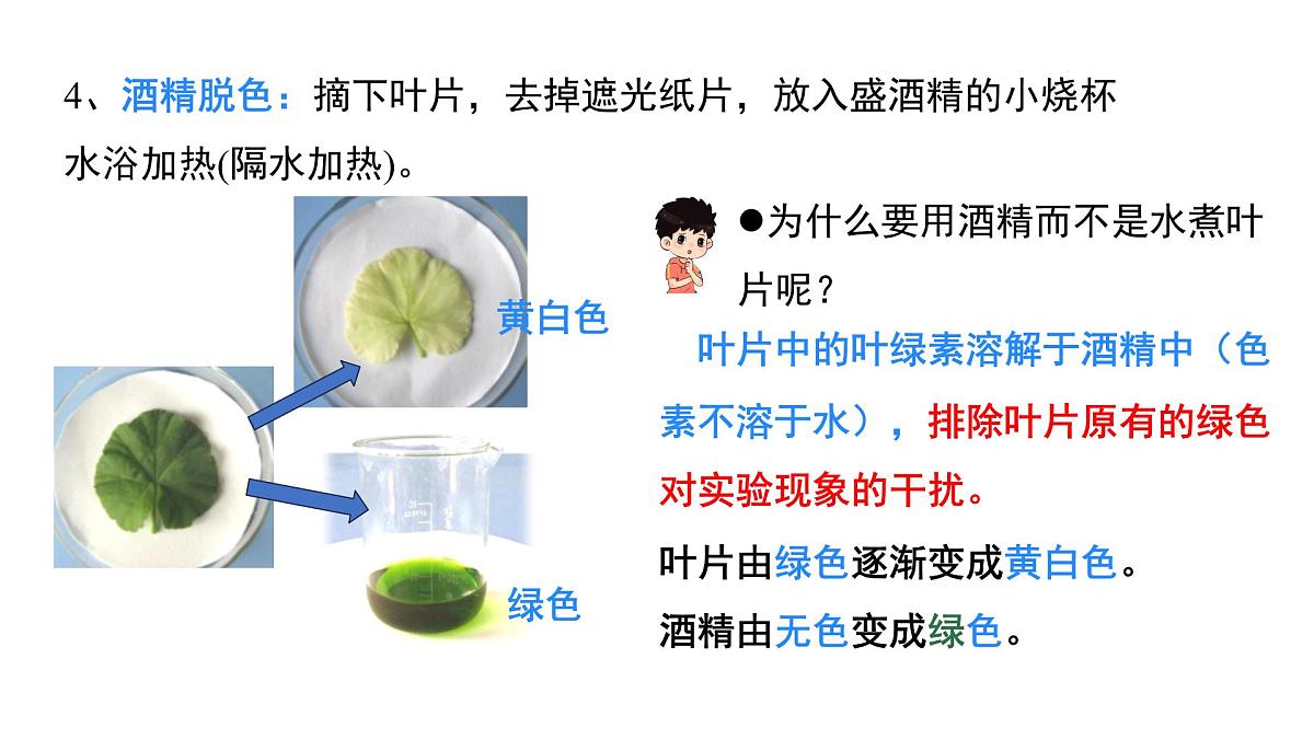 初中生物人教版(2024)七年级下册3.2.2 光合作用 课件第8页