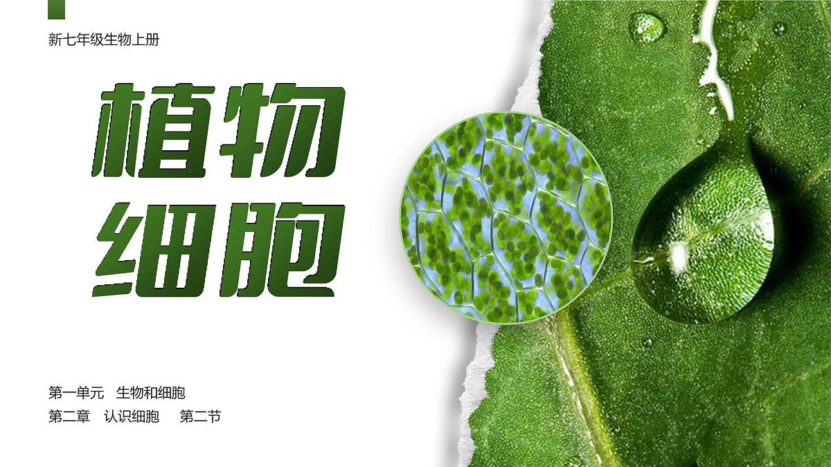 人教版2024七年级上册生物1.2.2 植物细胞 课件第1页