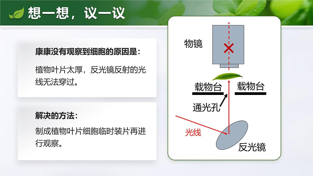 人教版2024七年级上册生物1.2.2 植物细胞 课件第3页