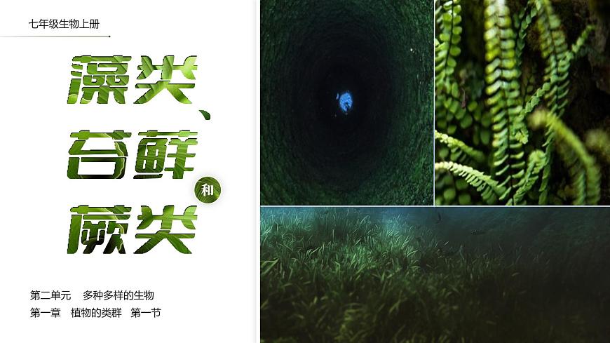 人教版2024七年級上冊生物2.1.1藻類、苔蘚和蕨類 課件第1頁