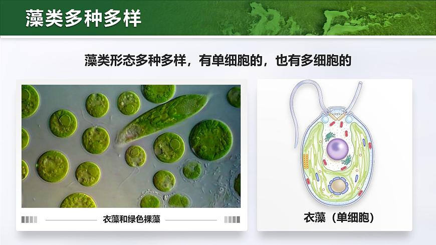 人教版2024七年級上冊生物2.1.1藻類、苔蘚和蕨類 課件第6頁