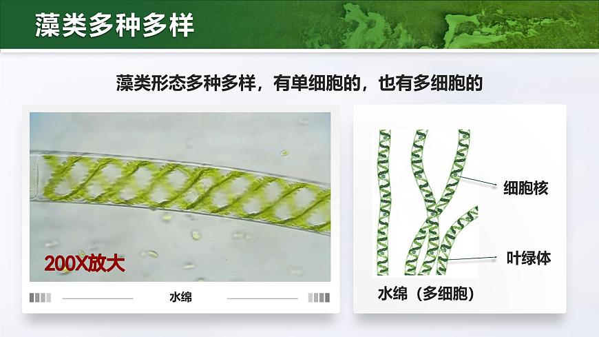 人教版2024七年級上冊生物2.1.1藻類、苔蘚和蕨類 課件第7頁