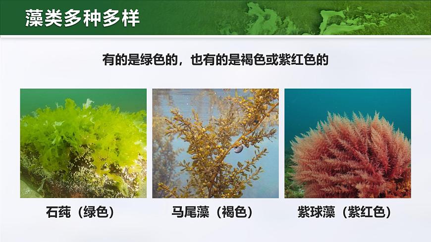 人教版2024七年級上冊生物2.1.1藻類、苔蘚和蕨類 課件第8頁