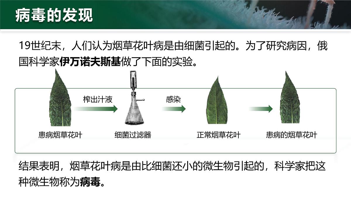 人教版2024七年级上册生物2.3.4 病毒 课件第5页