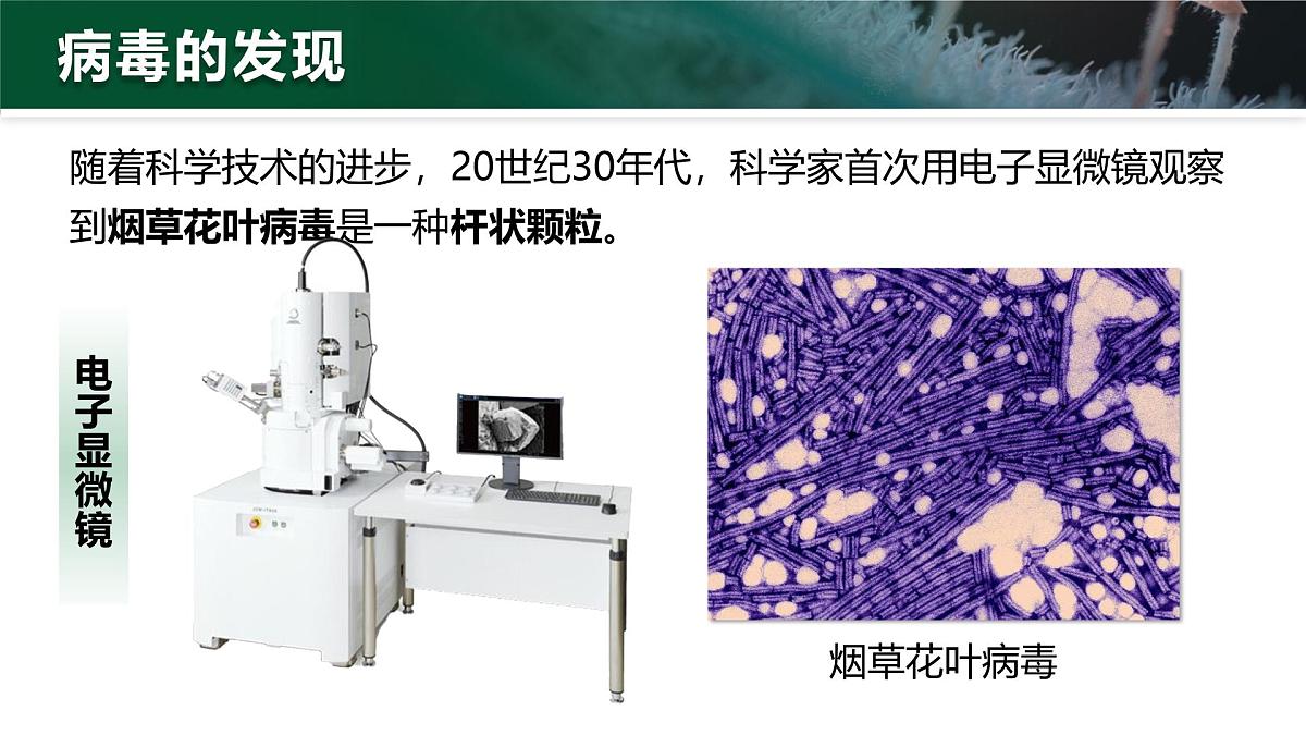 人教版2024七年级上册生物2.3.4 病毒 课件第7页