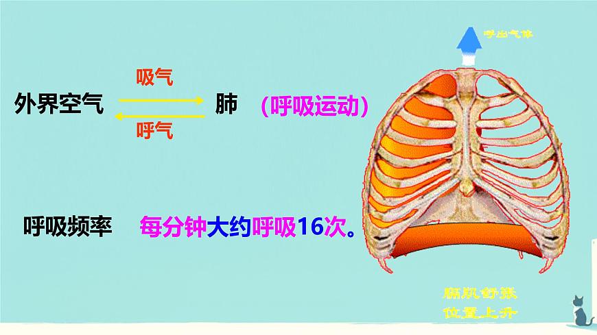 初中生物人教版(2024)七年级下册4.3.2 发生在肺内的气体交换 课件第4页