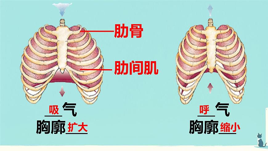 初中生物人教版(2024)七年级下册4.3.2 发生在肺内的气体交换 课件第5页