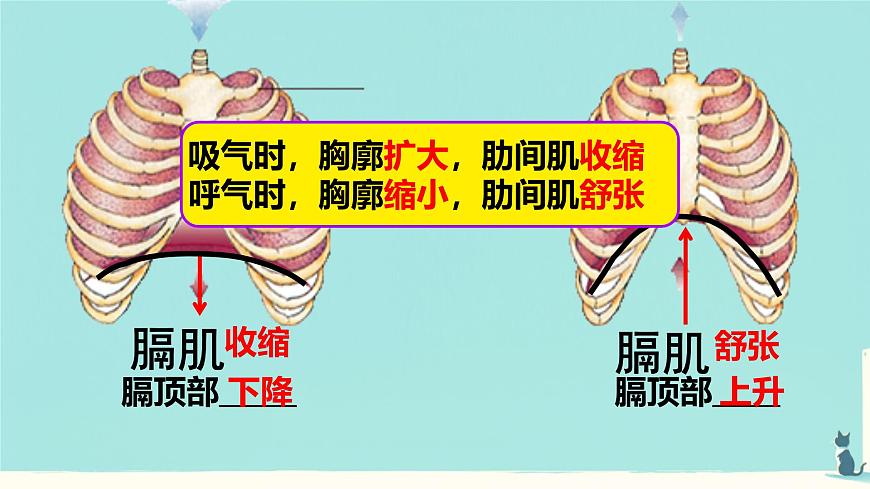 初中生物人教版(2024)七年级下册4.3.2 发生在肺内的气体交换 课件第6页