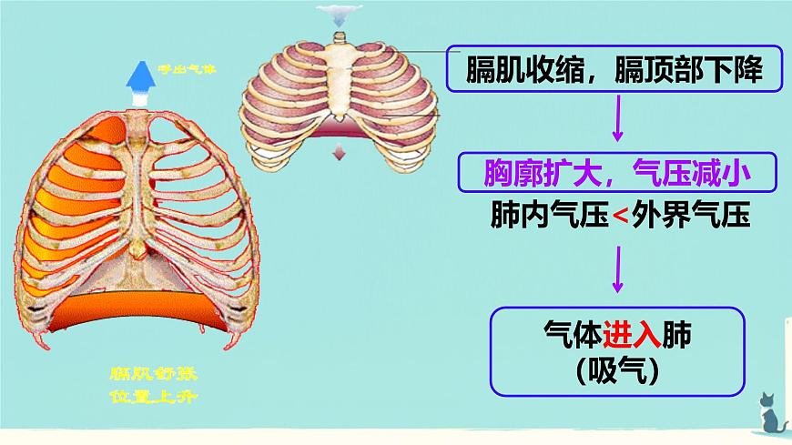初中生物人教版(2024)七年级下册4.3.2 发生在肺内的气体交换 课件第8页