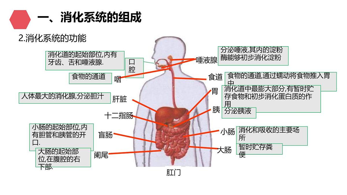 初中生物人教版(2024)七年级下册4.2.2 消化和吸收 课件第4页