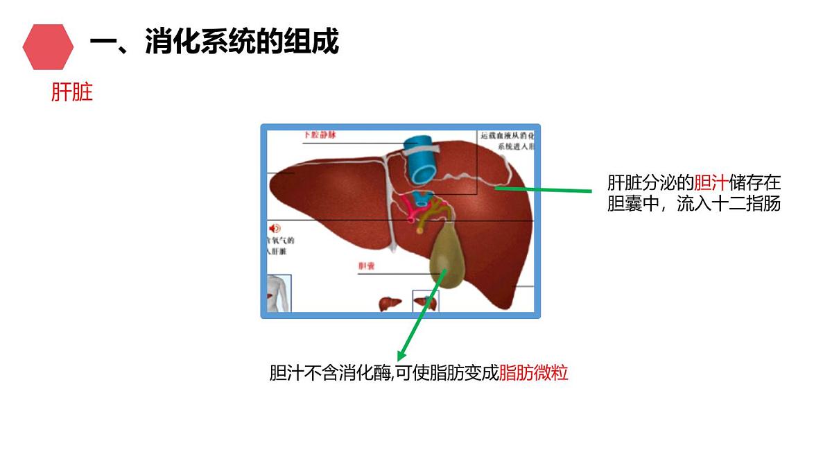 初中生物人教版(2024)七年级下册4.2.2 消化和吸收 课件第6页