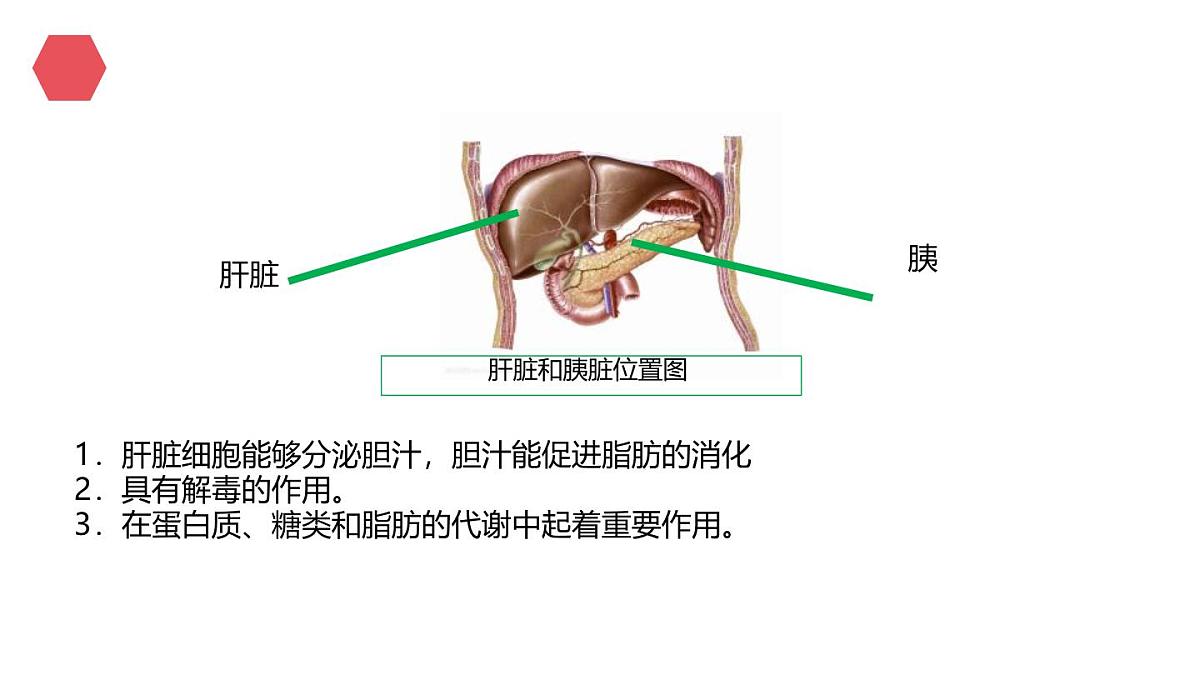 初中生物人教版(2024)七年级下册4.2.2 消化和吸收 课件第7页