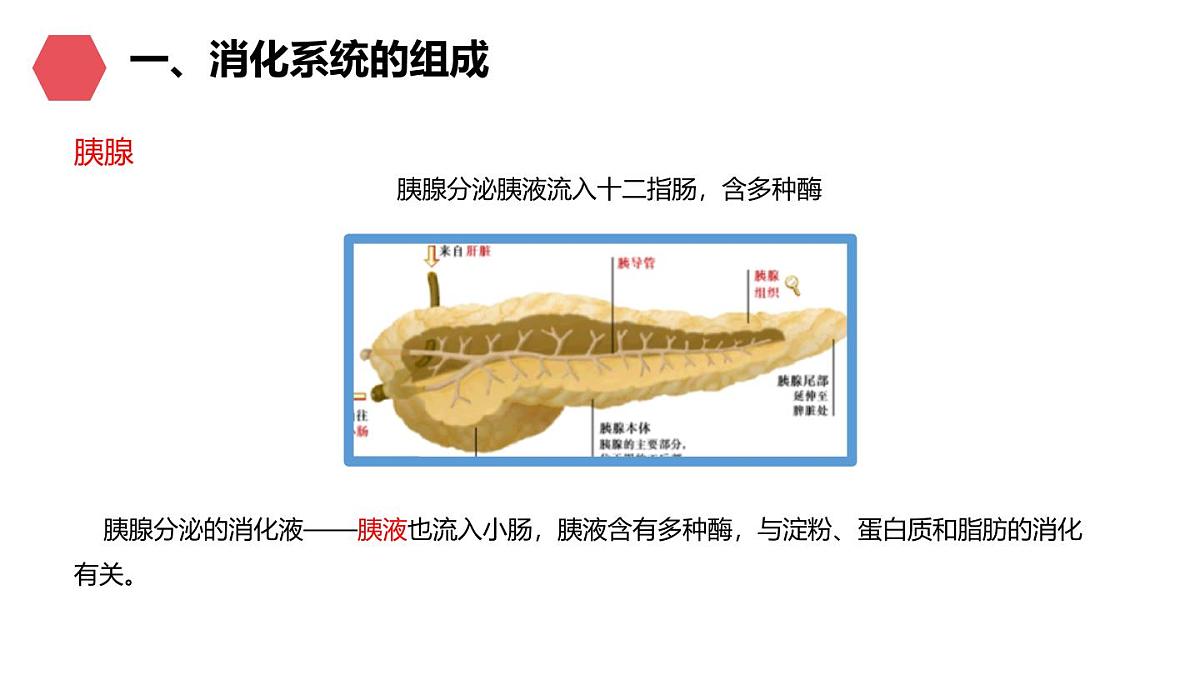 初中生物人教版(2024)七年级下册4.2.2 消化和吸收 课件第8页