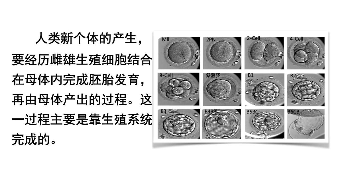初中生物人教版(2024)七年级下册4.1.1 人的生殖 课件第2页