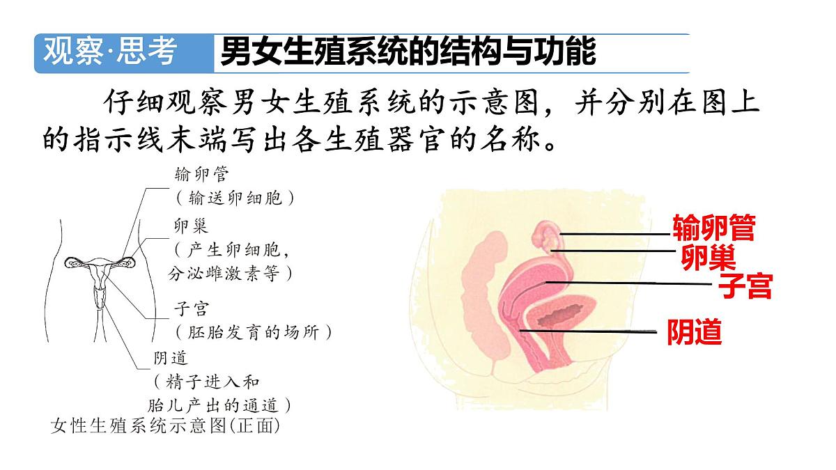 初中生物人教版(2024)七年级下册4.1.1 人的生殖 课件第4页