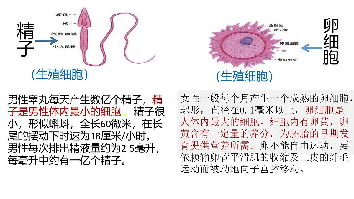 初中生物人教版(2024)七年级下册4.1.1 人的生殖 课件第7页