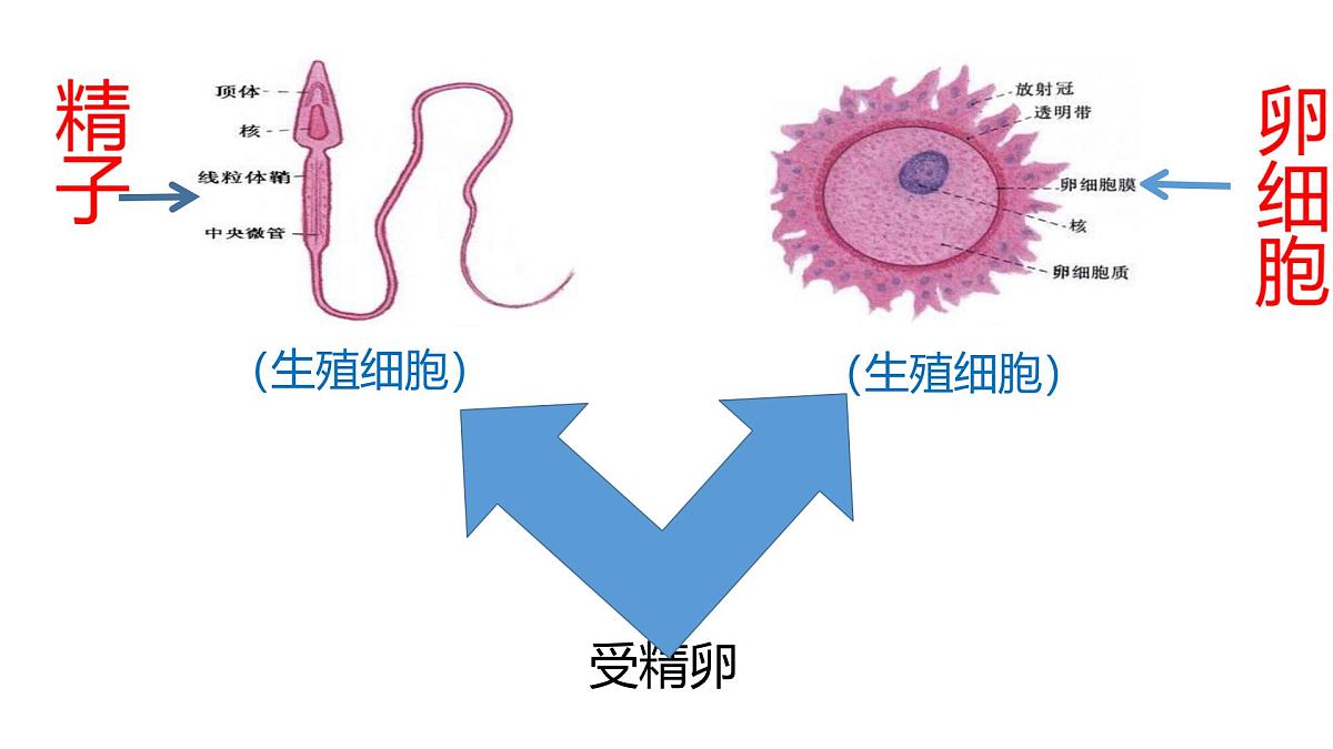 初中生物人教版(2024)七年级下册4.1.1 人的生殖 课件第8页