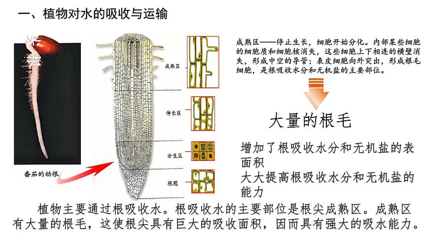 初中生物人教版（2024）七年級(jí)下冊(cè)3.2.1 水的利用與散失 課件第4頁(yè)
